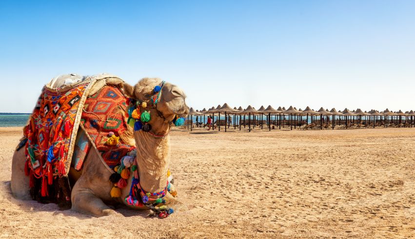 How to Plan a Trip to the Kutch Rann Utsav Festival