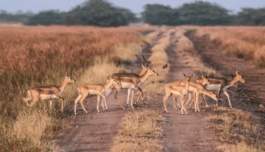 GUJARAT SASAN GIR SOMNATH TOUR