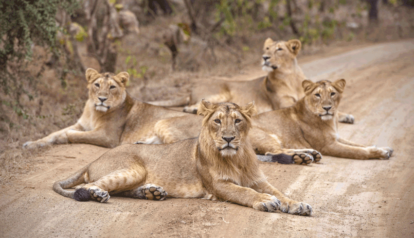 GUJARAT SASAN GIR SOMNATH TOUR